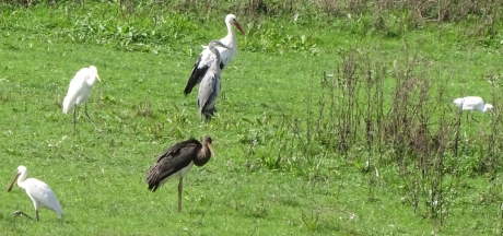 Kabinetsformatie onder de vogels.