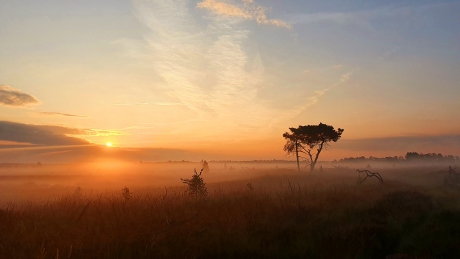Kalmthoutse heide zonsopkomst