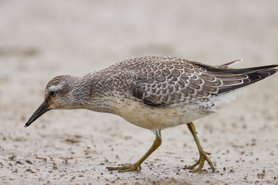 Kanoet - Vogels - kanoet