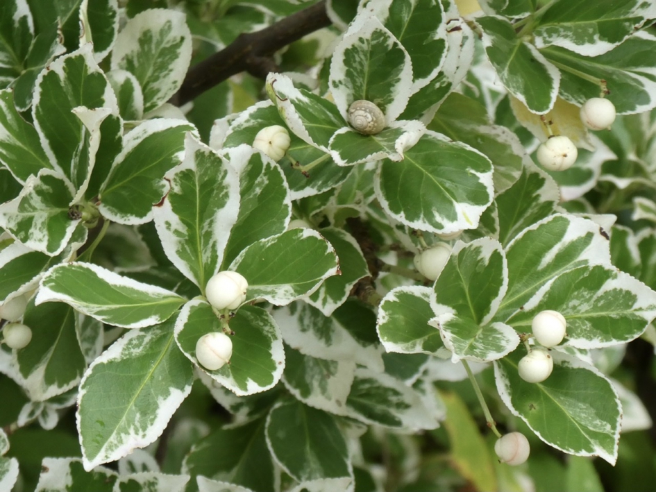 Bonte kardinaalsmuts - Planten - 