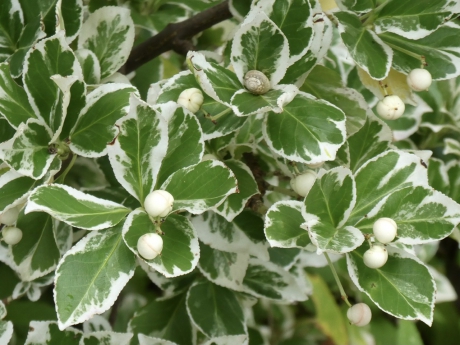 Bonte kardinaalsmuts