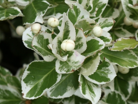 Bonte kardinaalsmuts