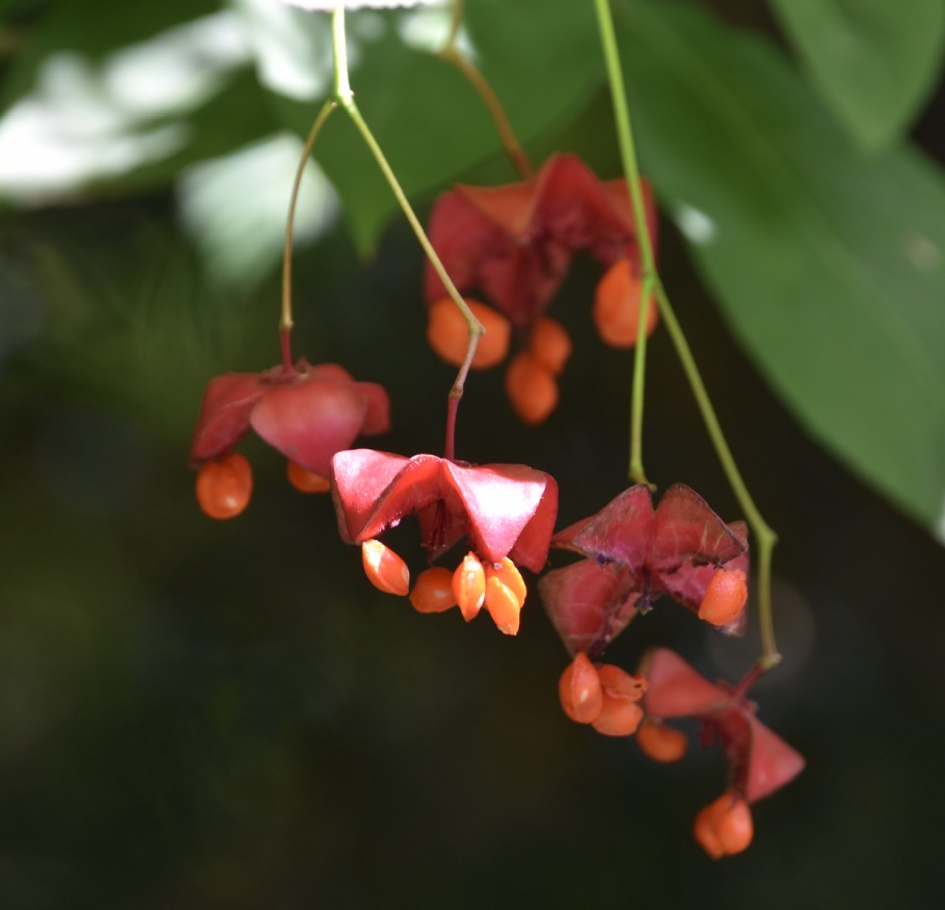 Kardinaalsmuts - Planten - 