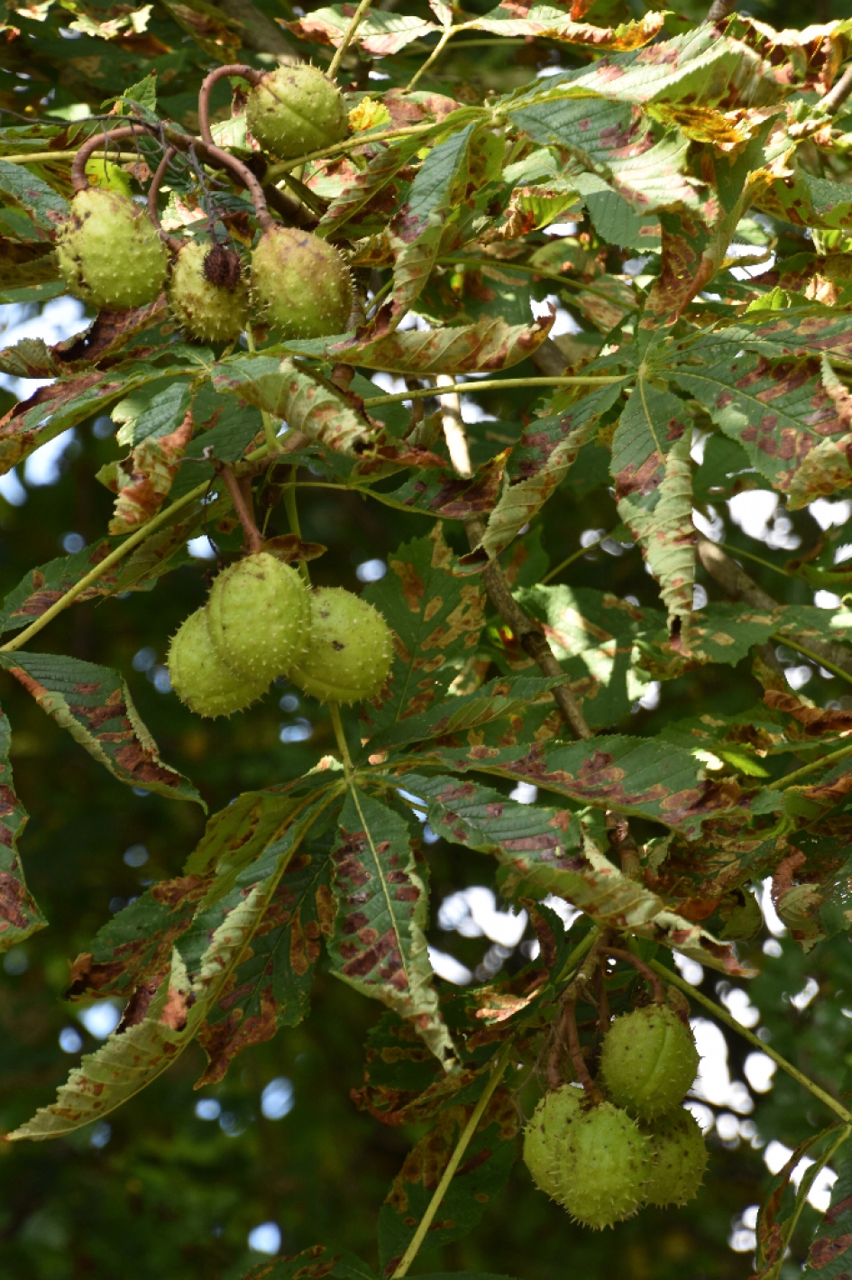Kastanjes - Planten - 