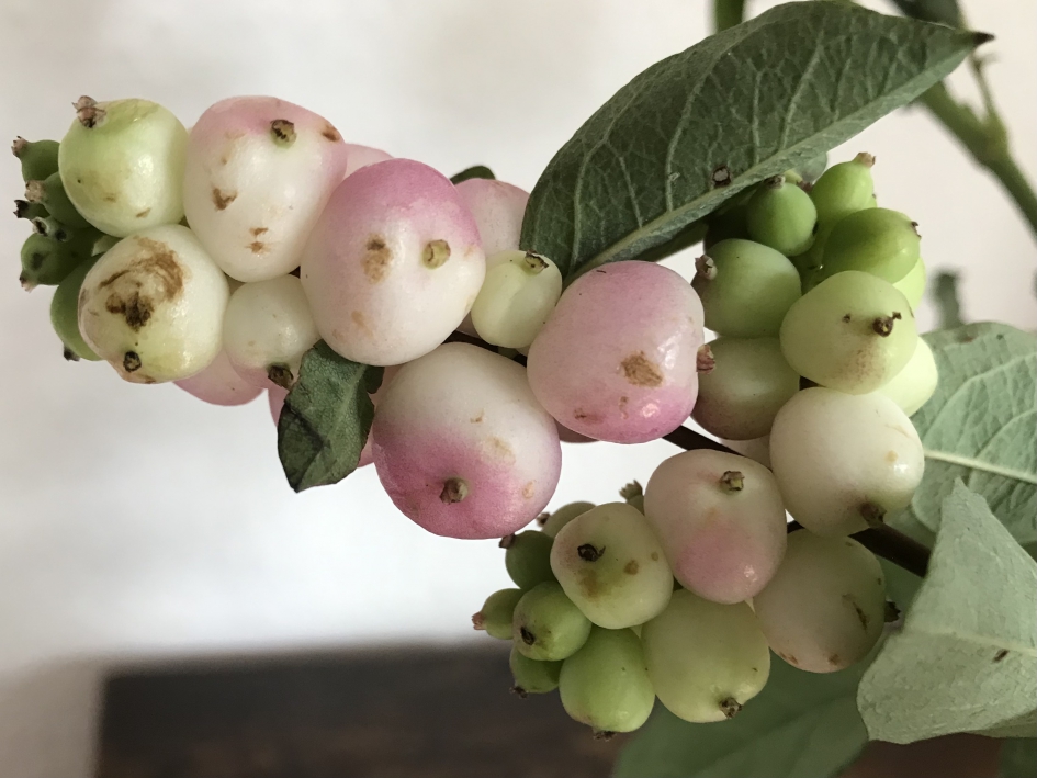 Klapbessen - Planten - 