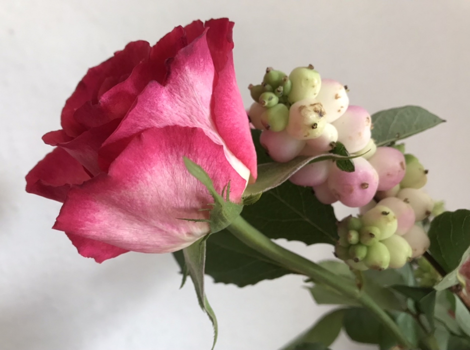 Klapbessen tussen de rozen - Planten - 