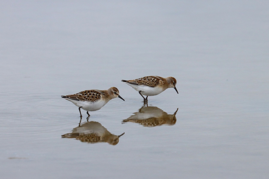 Kleine strandlopers - Vogels - Kleine strandloper