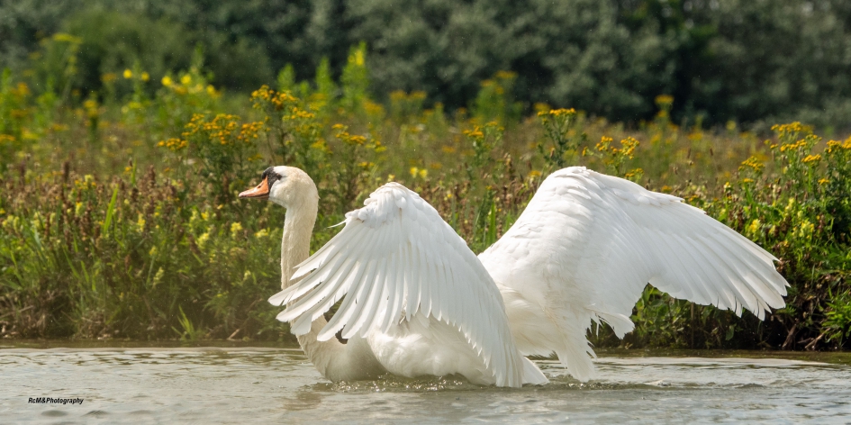 Knobbelzwaan. - Vogels - Knobbelzwaan.