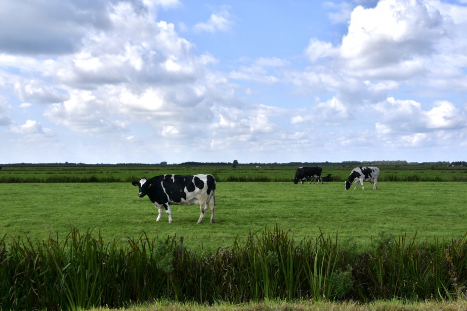 Koeien in de wei - Zoogdieren - 