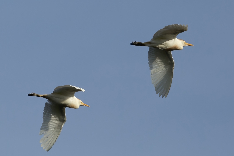 Koereigers - Vogels - Koereiger