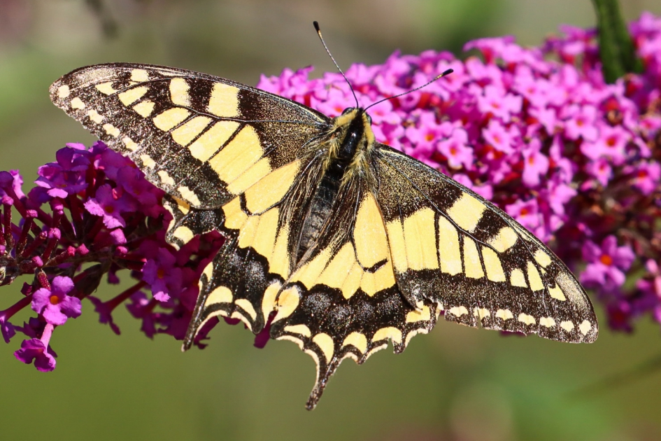 Koninginnenpage - Geleedpotigen - Koninginnenpage