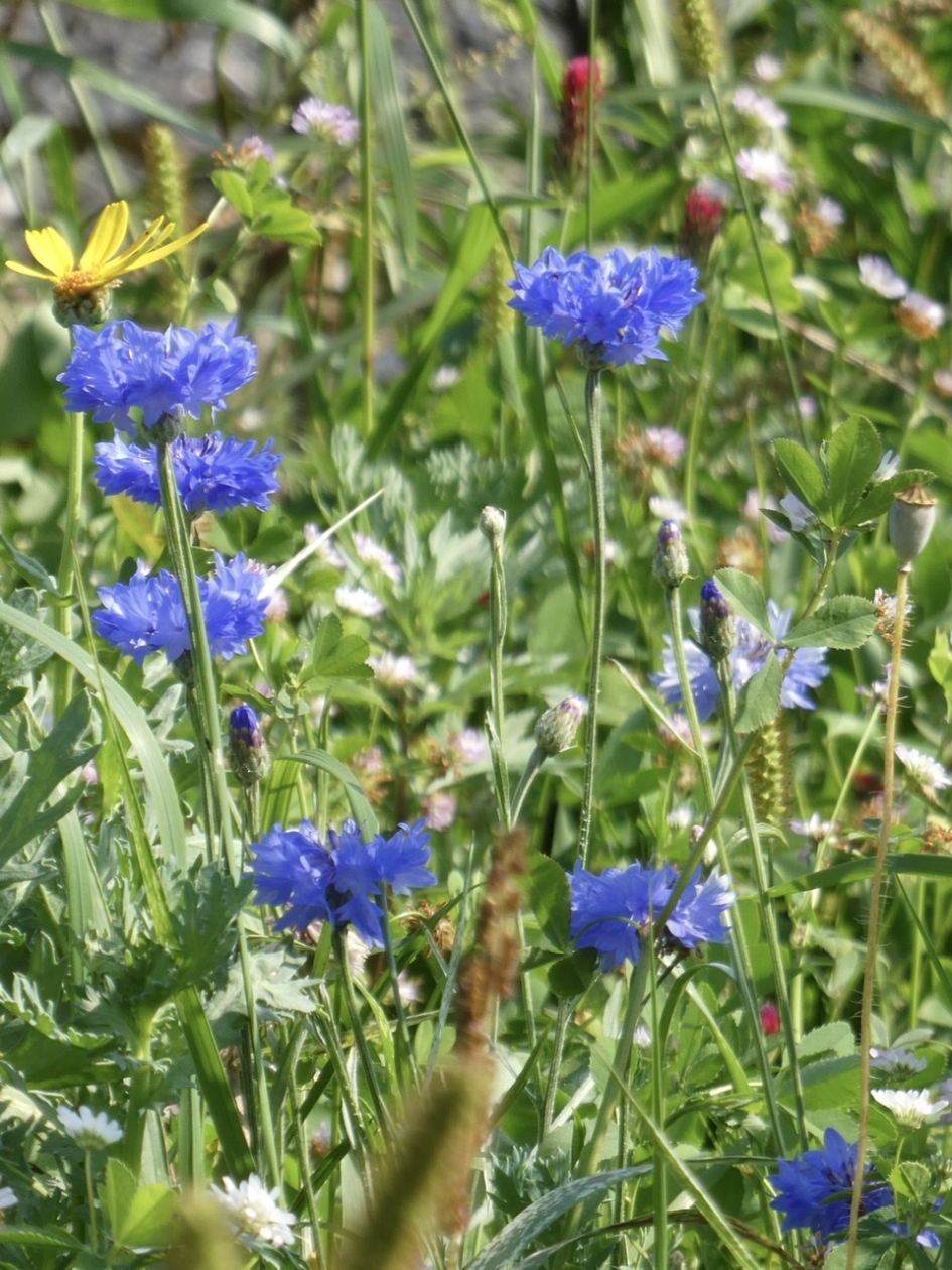 Korenbloemen - Planten - 