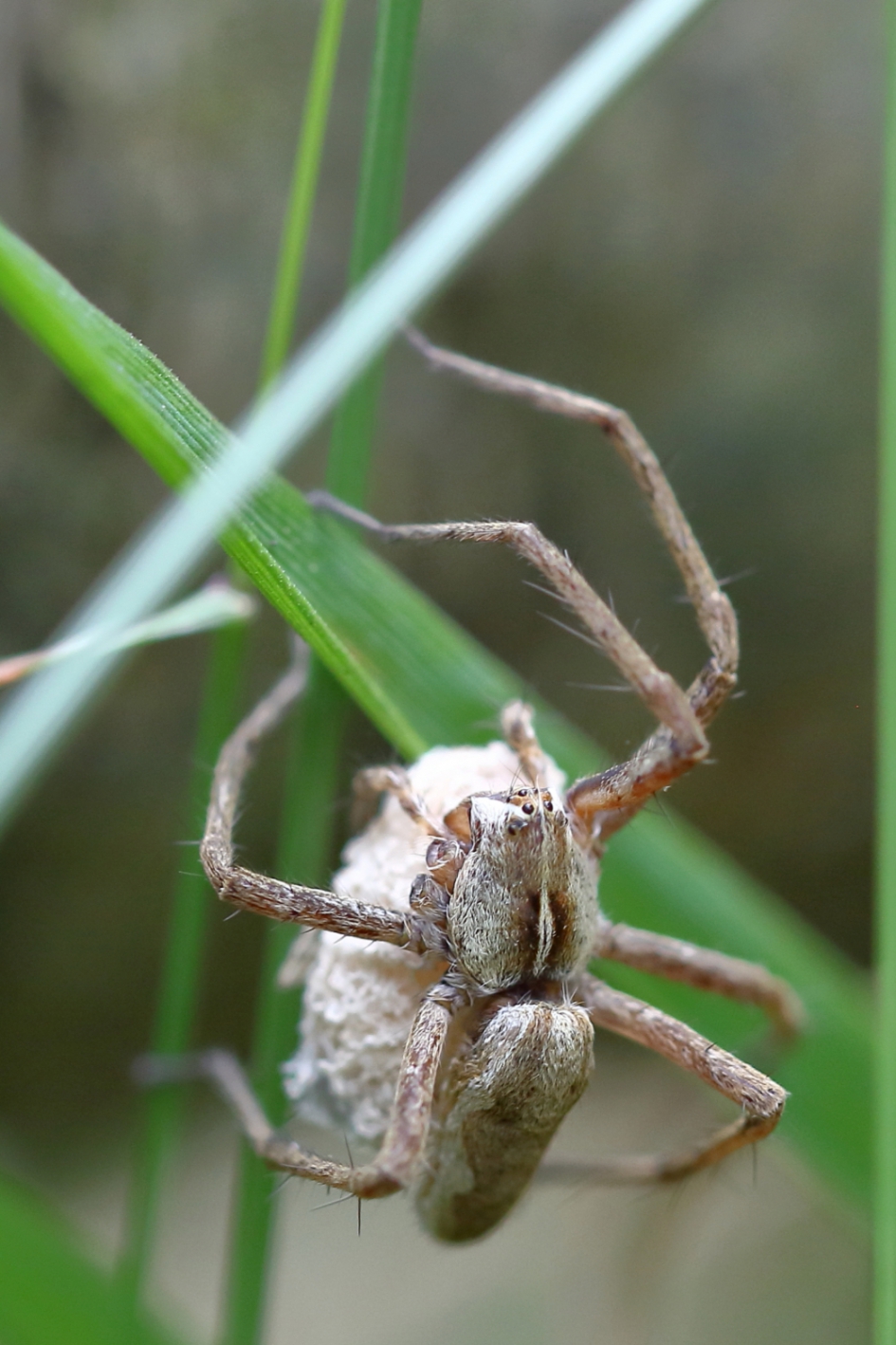 kostbaar bezit - Geleedpotigen - kraamwebspin