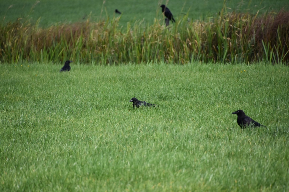 Kraaienland - Vogels - 