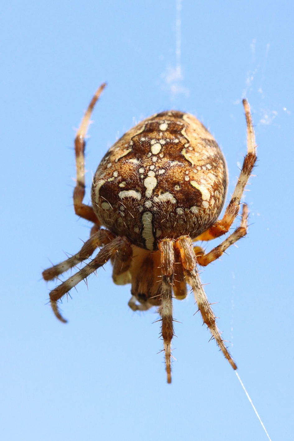Kruisspin - Geleedpotigen - kruisspin