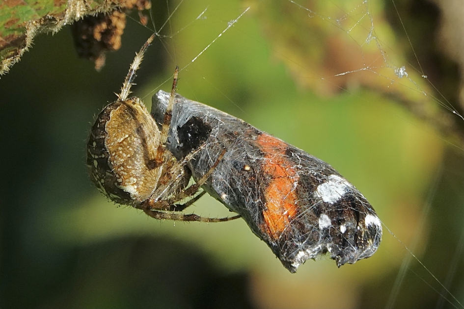 Kruisspin pakt atalanta in - Geleedpotigen - Kruisspin