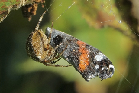 Kruisspin pakt atalanta in