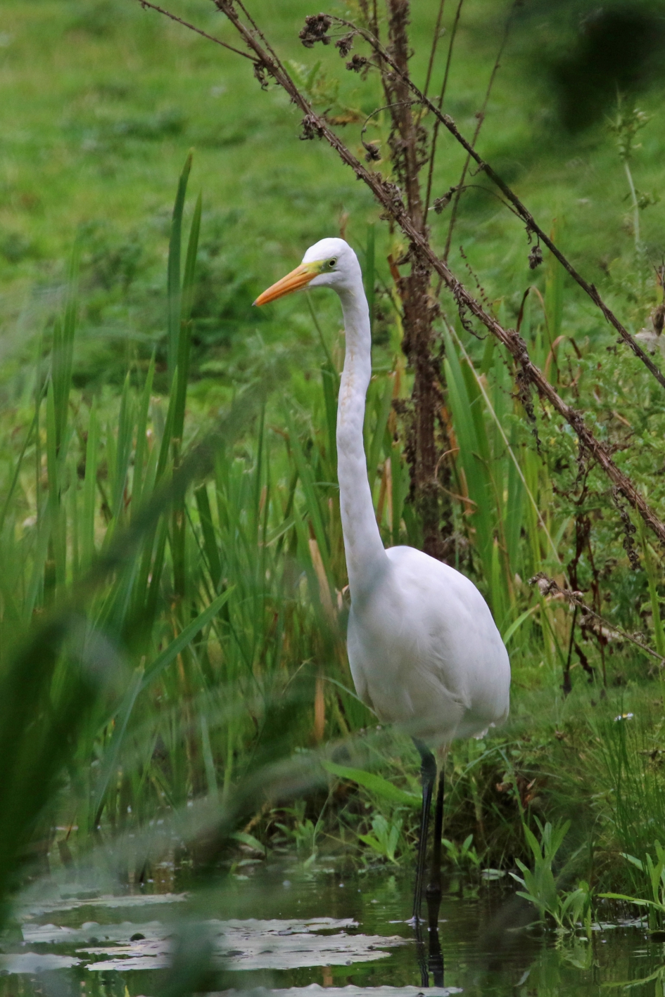 Langnek - Vogels - Grote zilverreiger