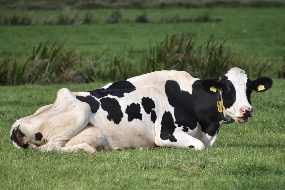 Lekker herkauwen - Zoogdieren - 