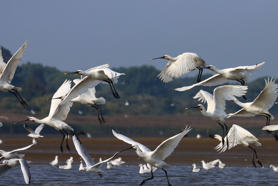 Lepelaars - Vogels - Lepelaar