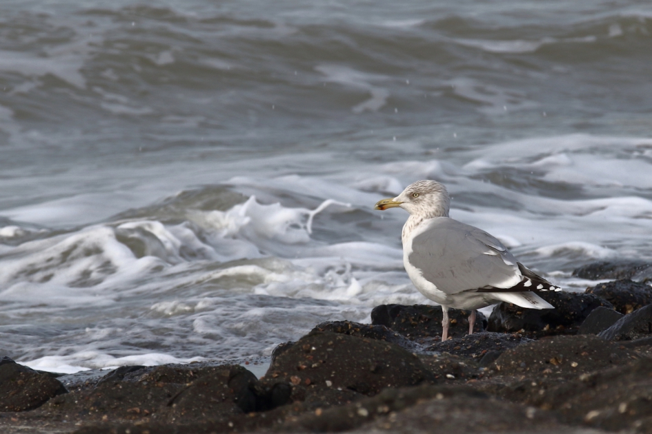 leuk weetje - Vogels - zilvermeeuw