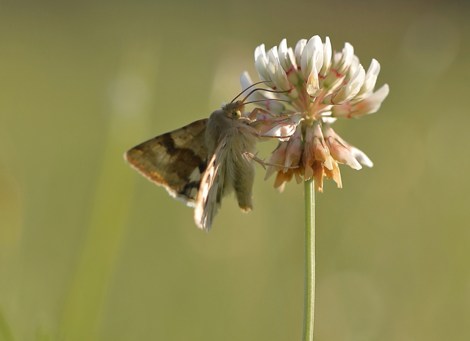 lichte daguil - Geleedpotigen - lichte daguil