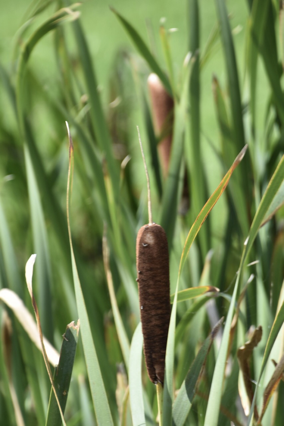 Lisdodde - Planten - 