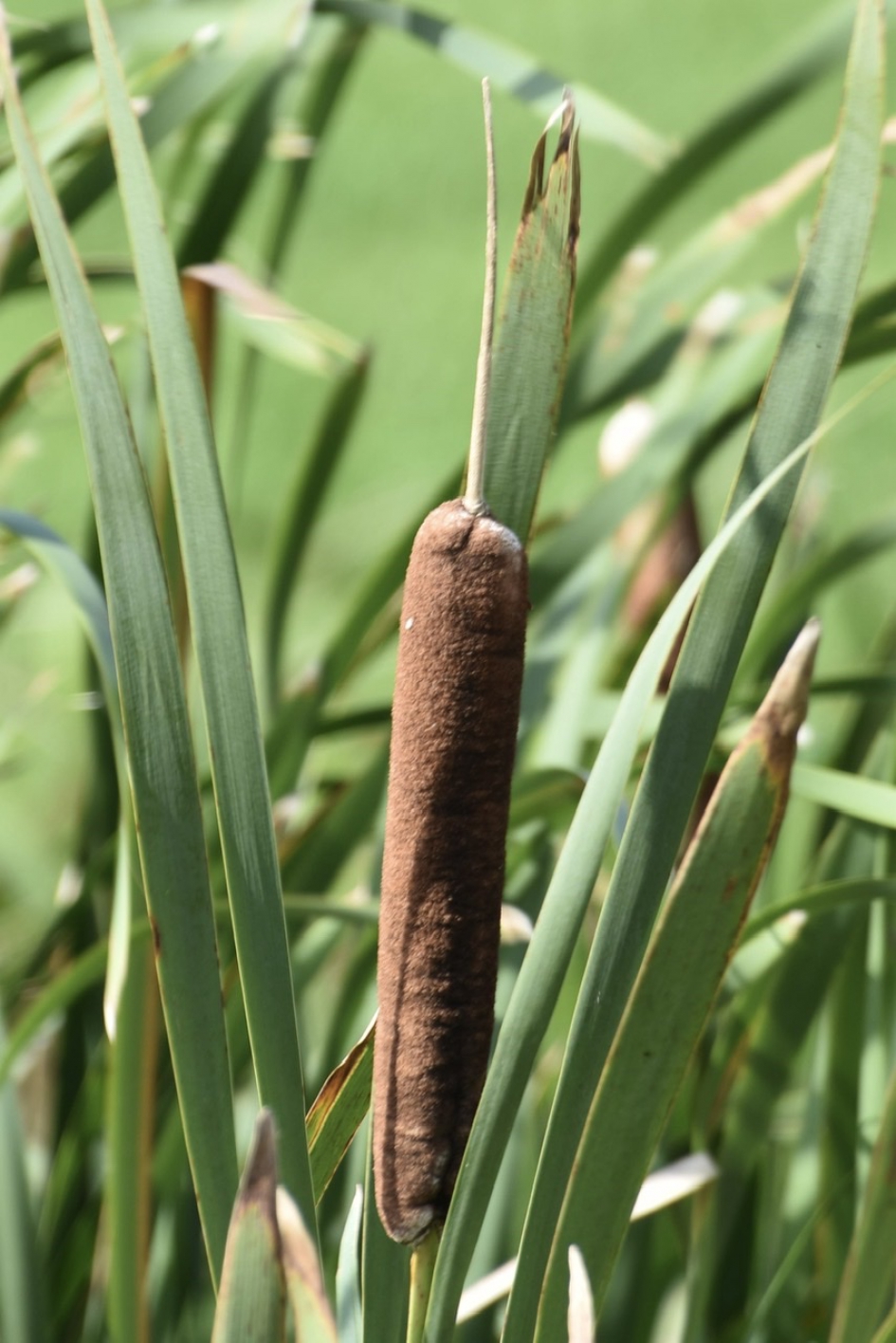 Lisdodde - Planten - 