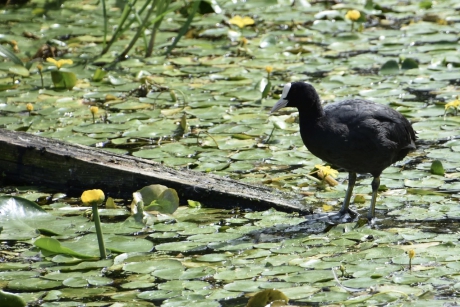Meerkoet tussen de waterplanten