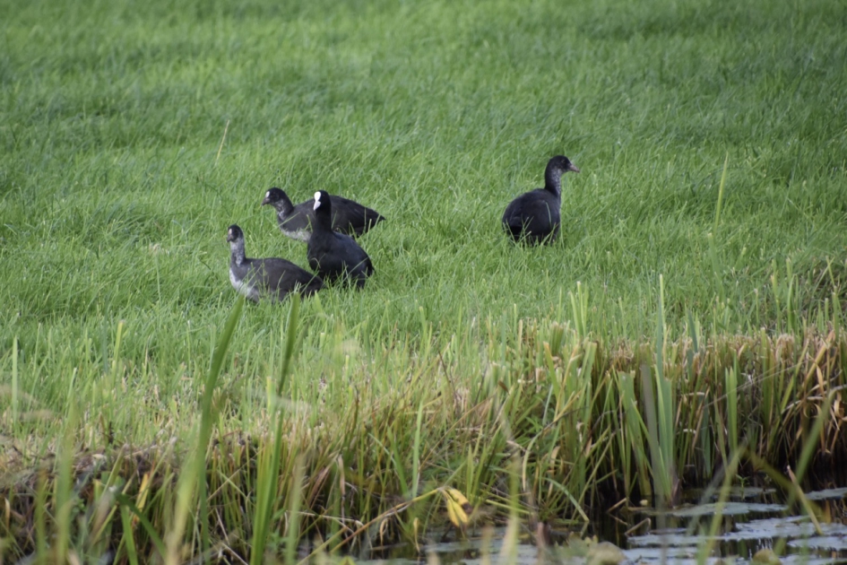 Meerkoeten gezin - Vogels - 