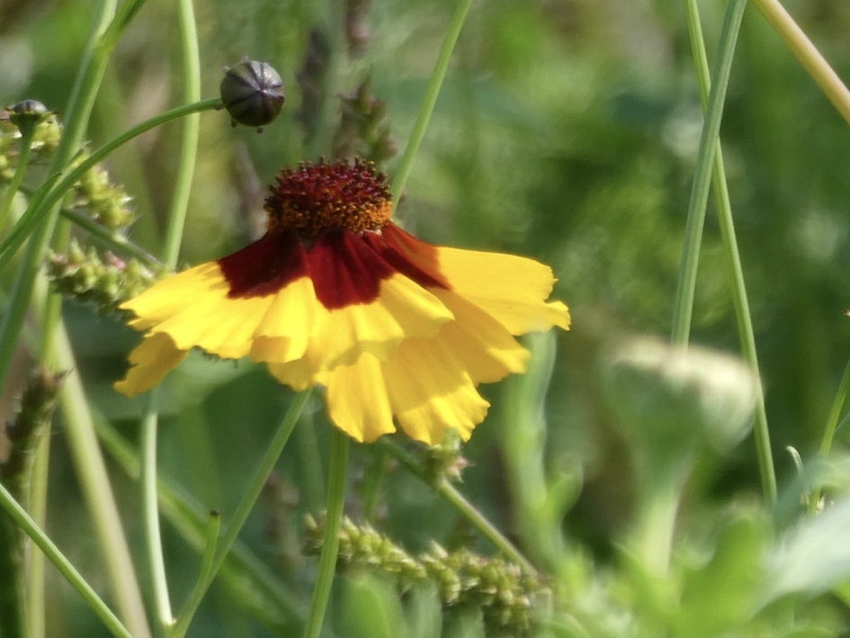 Meisjesogen - Planten - 