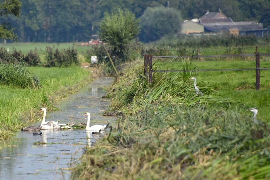 Met aan de kant twee reigers - Vogels - 