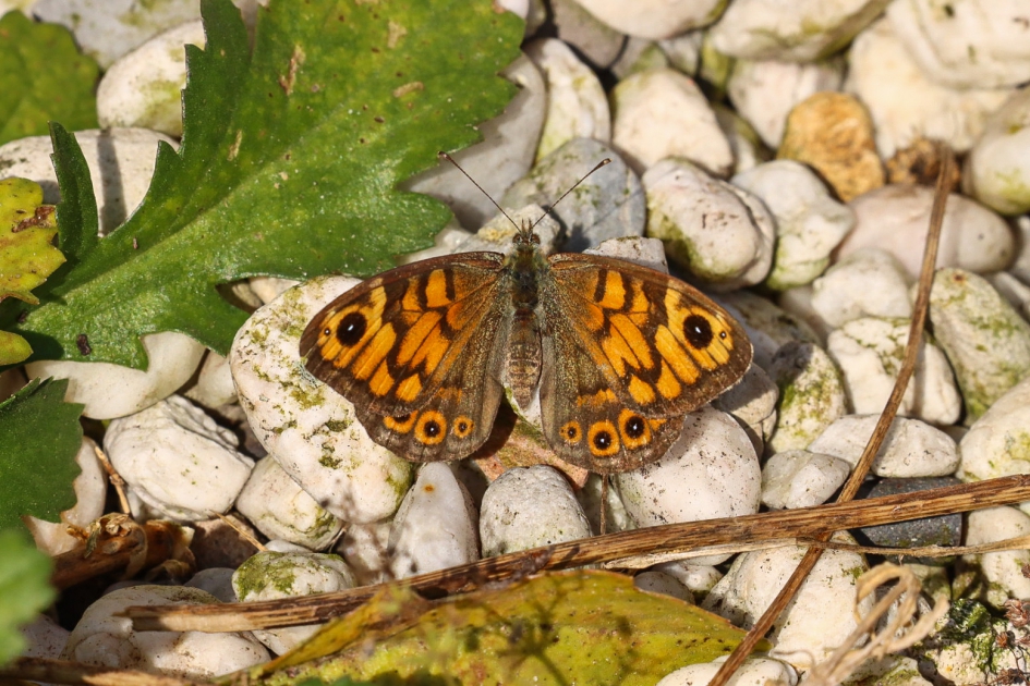 Met argusogen - Geleedpotigen - Argusvlinder