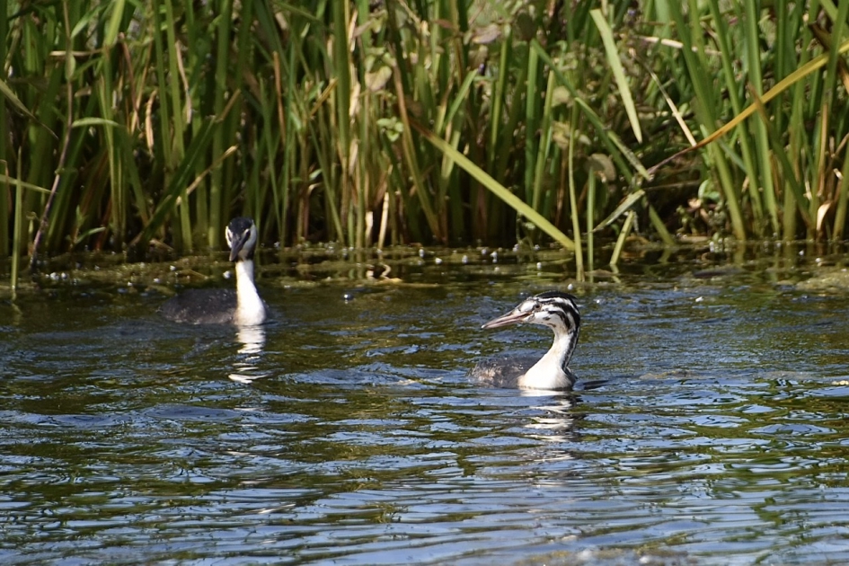 Moeder fuut met jong - Vogels - 