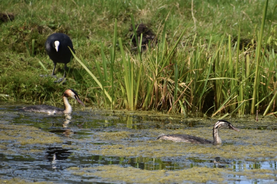 Moeder met jonge fuut - Vogels - 
