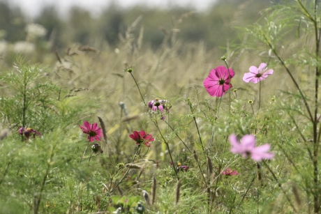 Mooie bloemenrand met oa cosmea’s
