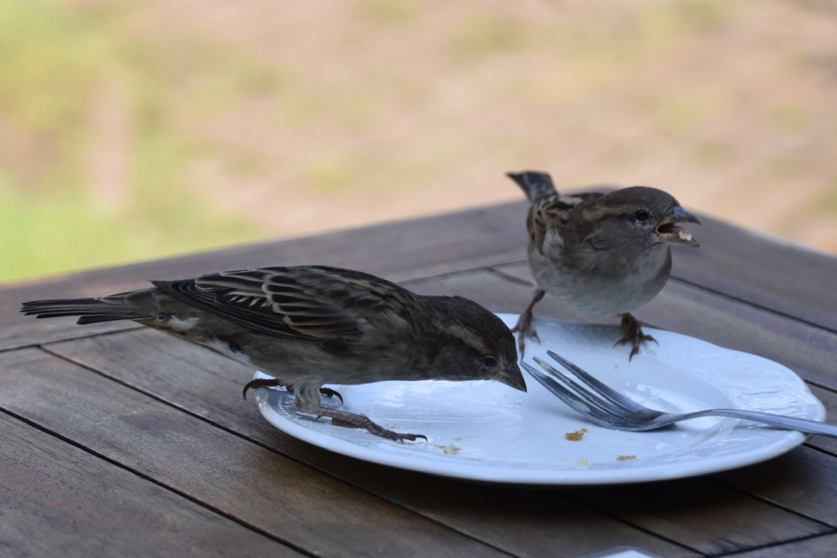 Musjes zoeken de kruimeltjes - Vogels - 