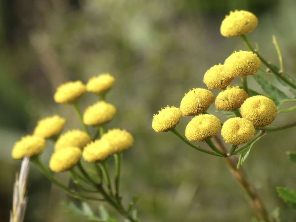 Boerenwormkruid - Planten - 