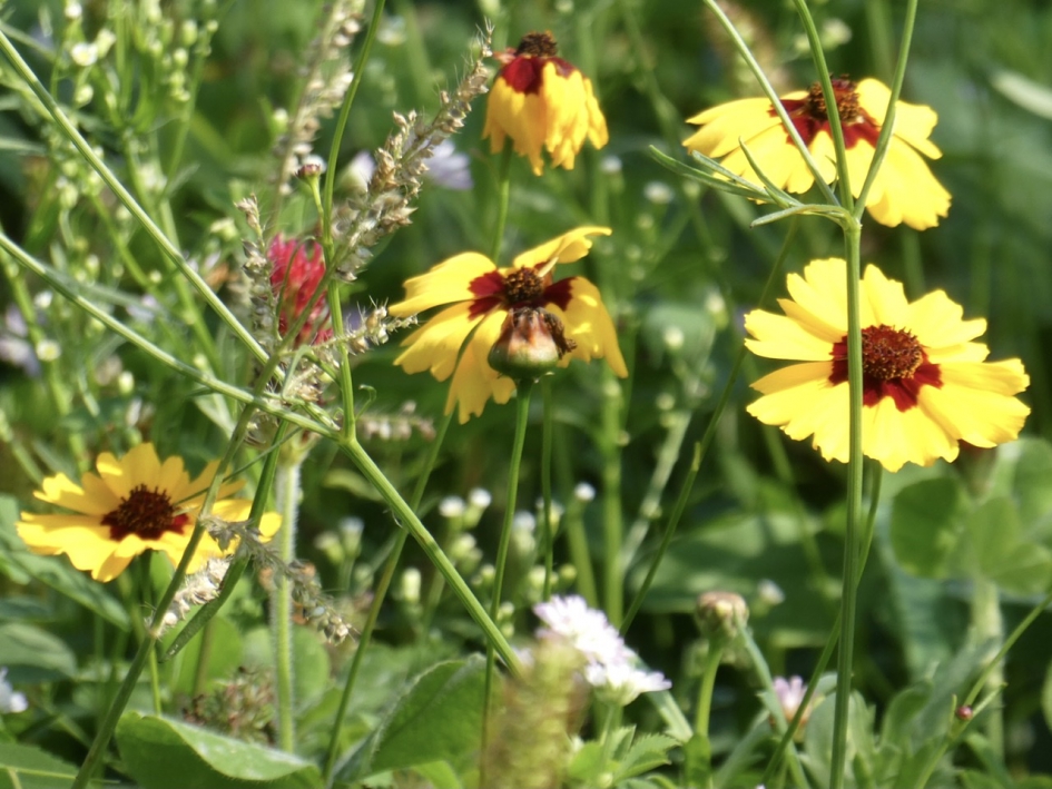 Meisjesogen - Planten - 