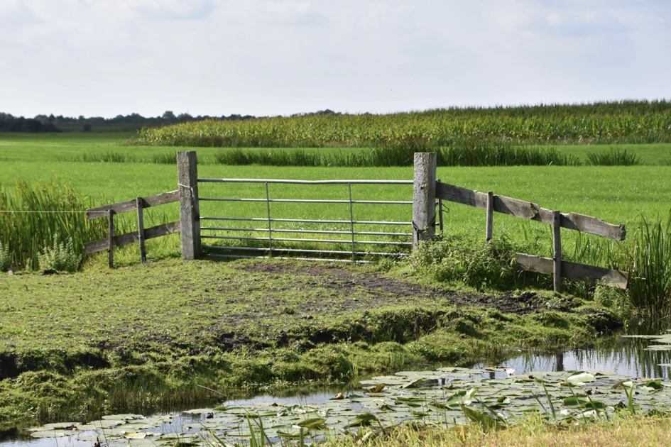 Nog waterlelies in de sloot - Weer en landschap - 