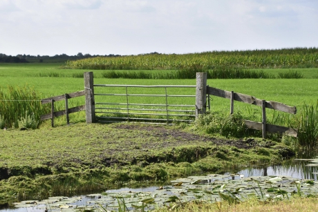 Nog waterlelies in de sloot