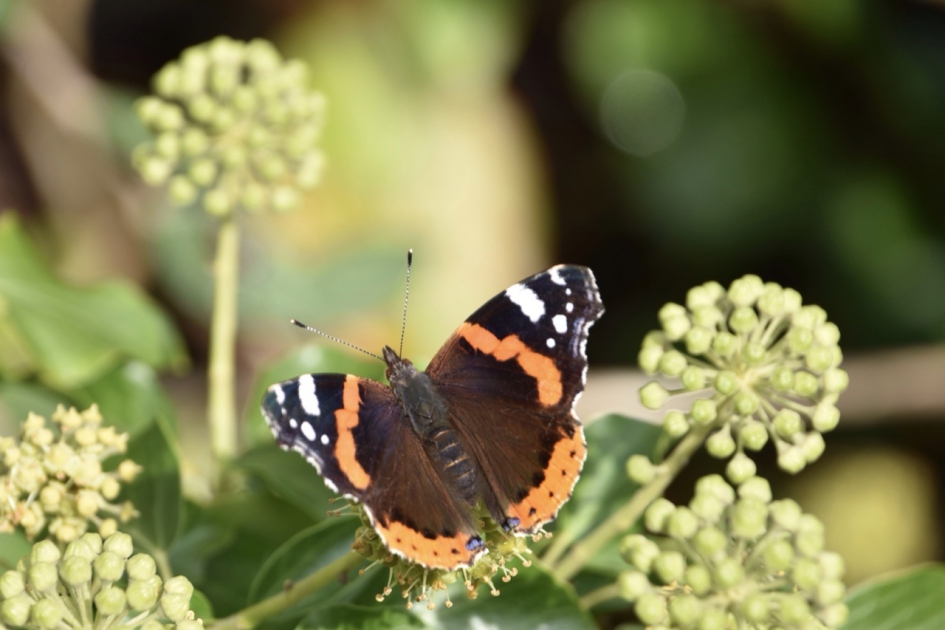 Atalanta - Geleedpotigen - 