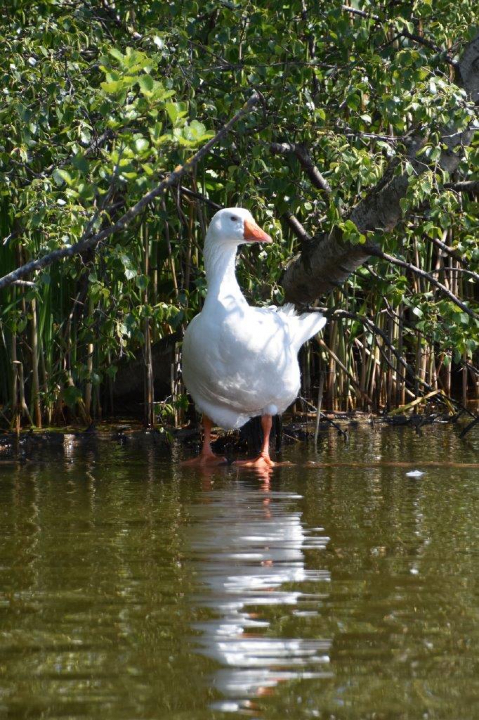 Nieuwsgierige eend - Vogels - 
