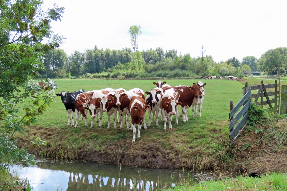 Nieuwsgierige koetjes - Zoogdieren - 