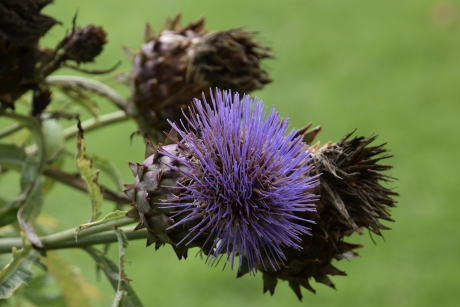 Nog een late bloeier