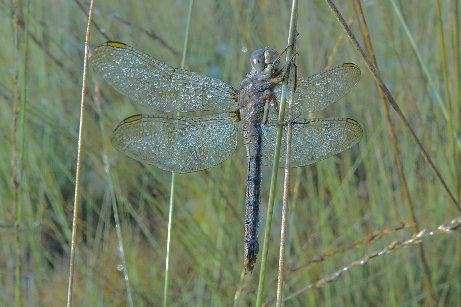 Ochtenddauw 2 - Geleedpotigen - Beekoeverlibel
