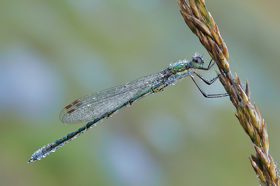 Ochtenddauw 3 - Geleedpotigen - Tengere pantserjuffer
