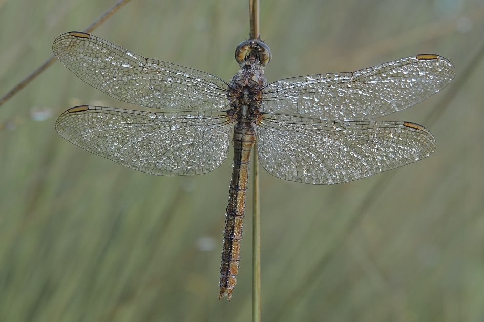 Ochtenddauw - Geleedpotigen - Beekoeverlibel