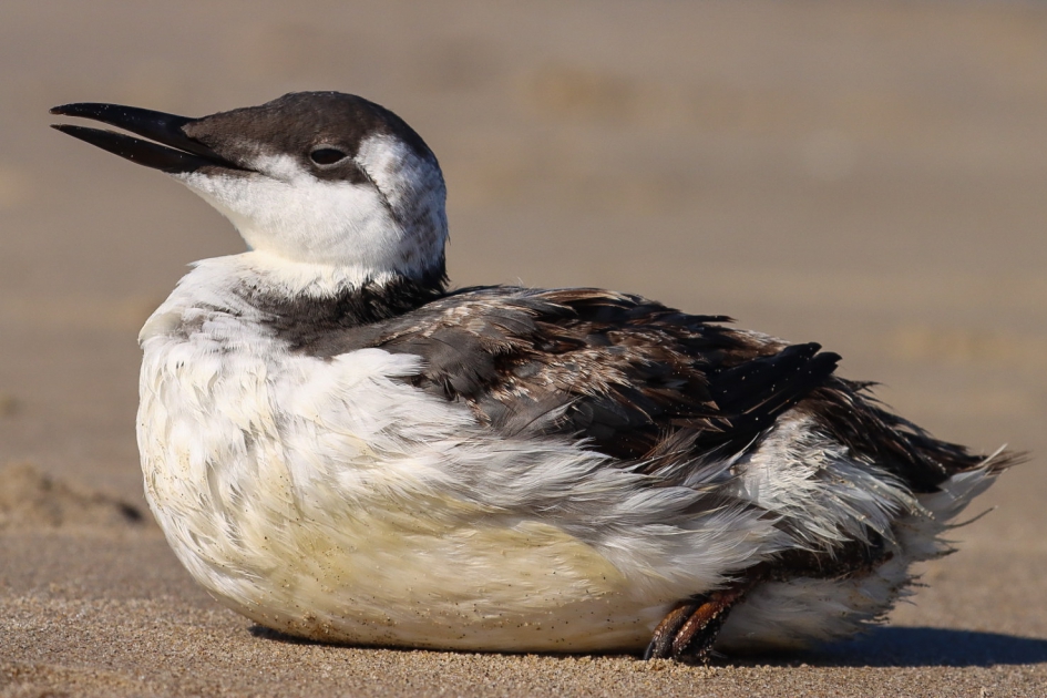 Onfortuinlijke zeekoet - Vogels - Zeekoet