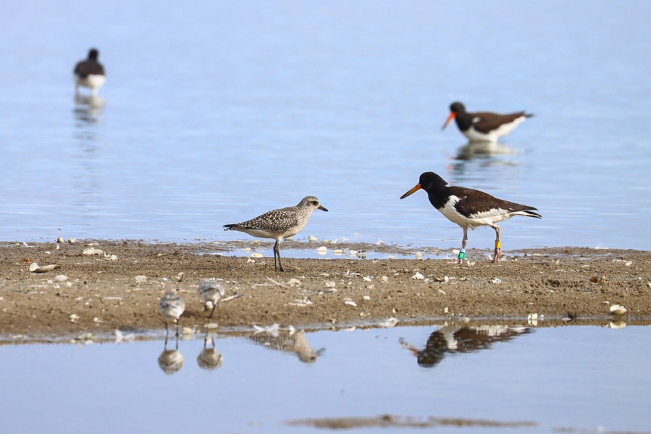Ontmoeting - Vogels - Zilverplevier